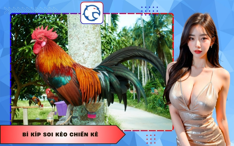 Bí kíp soi kèo chiến kê