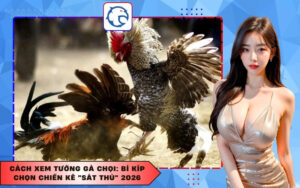 Cách xem tướng gà chọi: Bí kíp chọn chiến kê "sát thủ" 2026