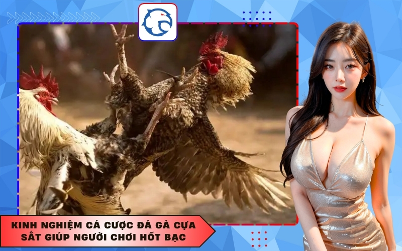 Kinh nghiệm cá cược đá gà cựa sắt giúp người chơi hốt bạc