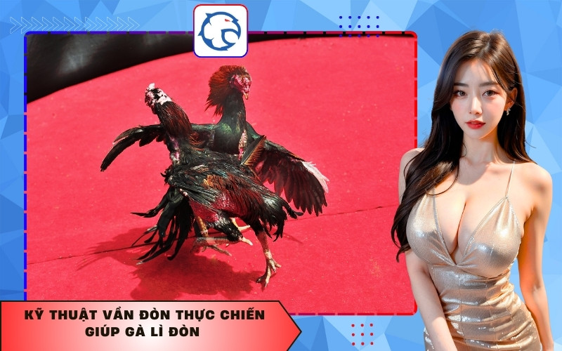 Kỹ thuật vần đòn thực chiến giúp gà lì đòn 