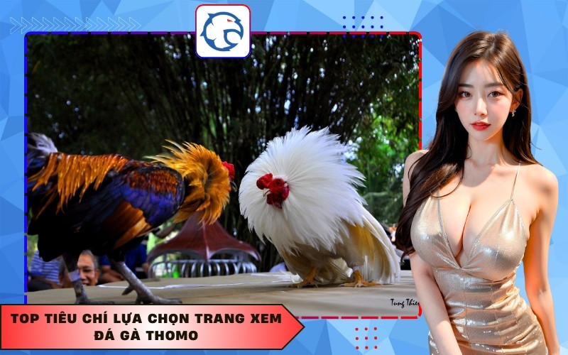 Top tiêu chí lựa chọn trang xem đá gà Thomo