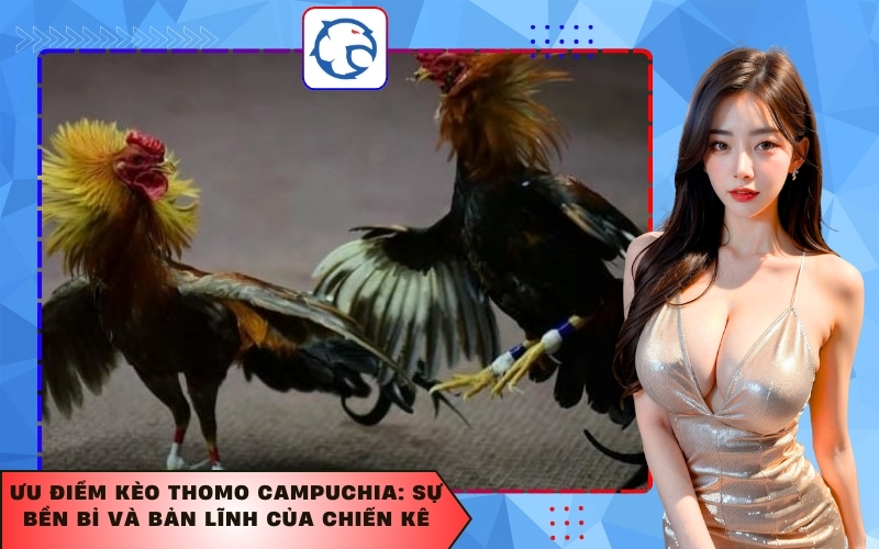 Ưu điểm kèo Thomo Campuchia: Sự bền bỉ và bản lĩnh của chiến kê